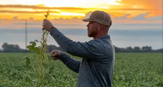 Crop Conditions Across the Upper Midwest